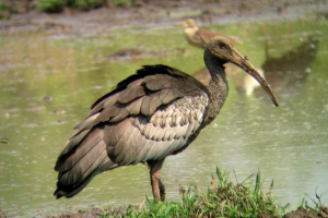 Obří ibis - ptáci, kteří mohou zmizet Obří ibis - ptáci, kteří mohou zmizet